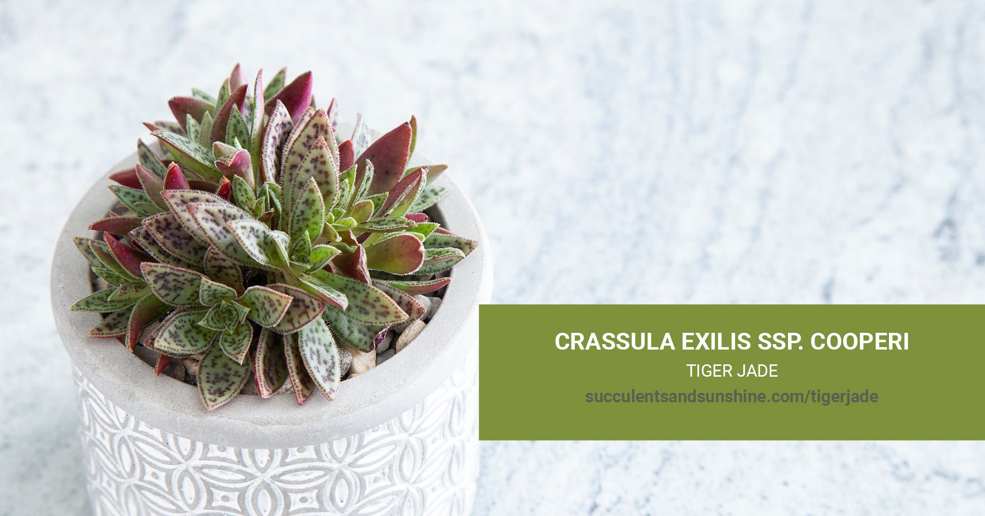 Crassula exilis ssp. cooperi | Succulents and Sunshine