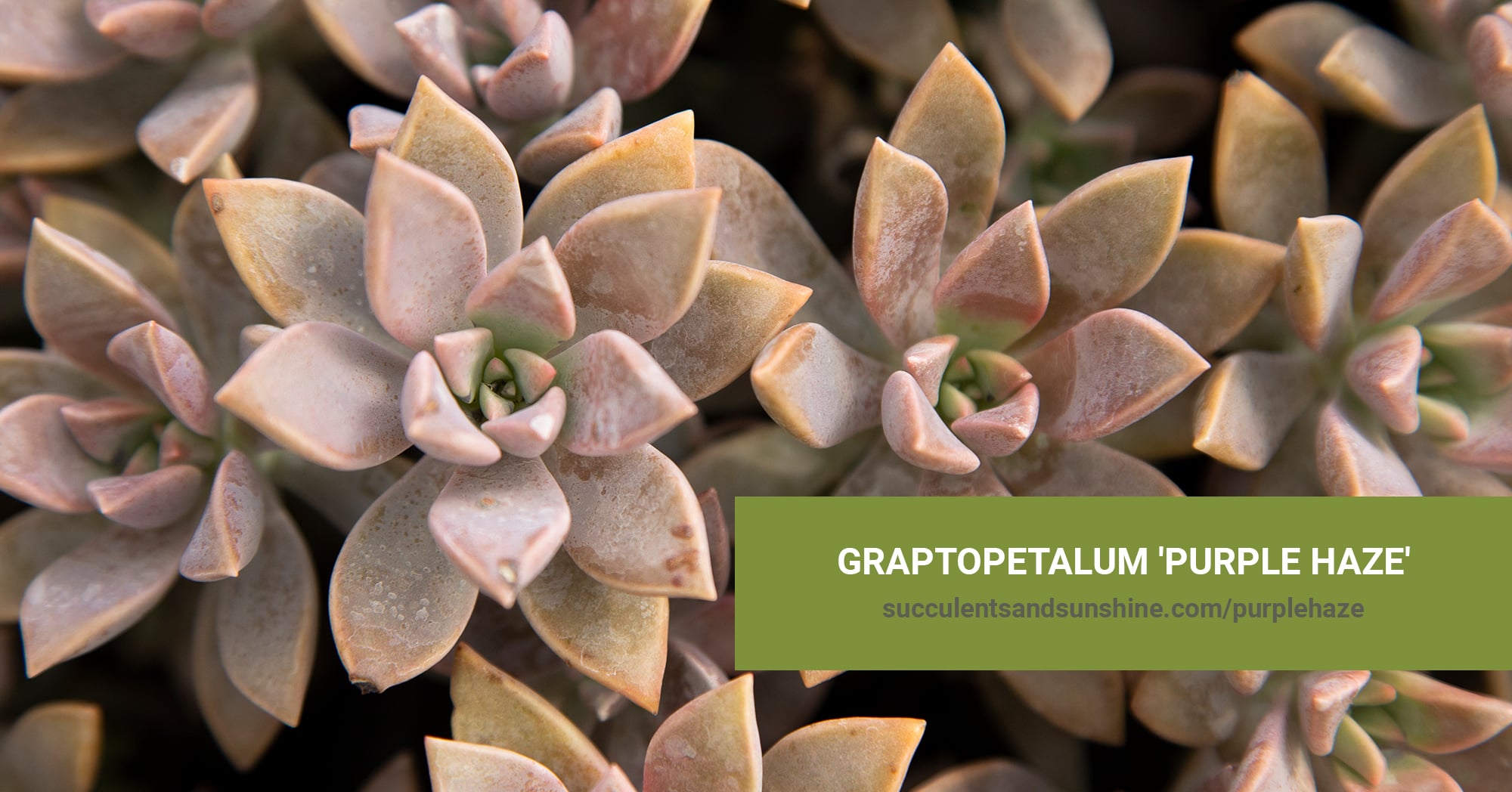 Graptopetalum 'Purple Haze' | Succulents and Sunshine