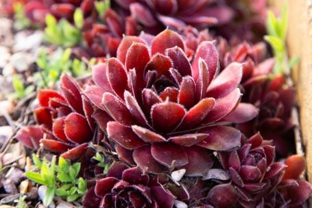 Succulent Identification Tips and Resources back lit red sempervivum