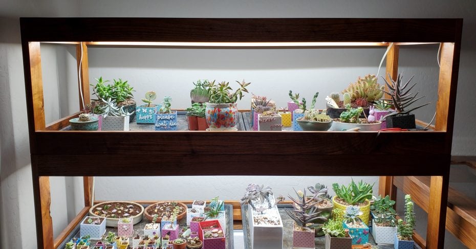 grow lights plant stand succulents