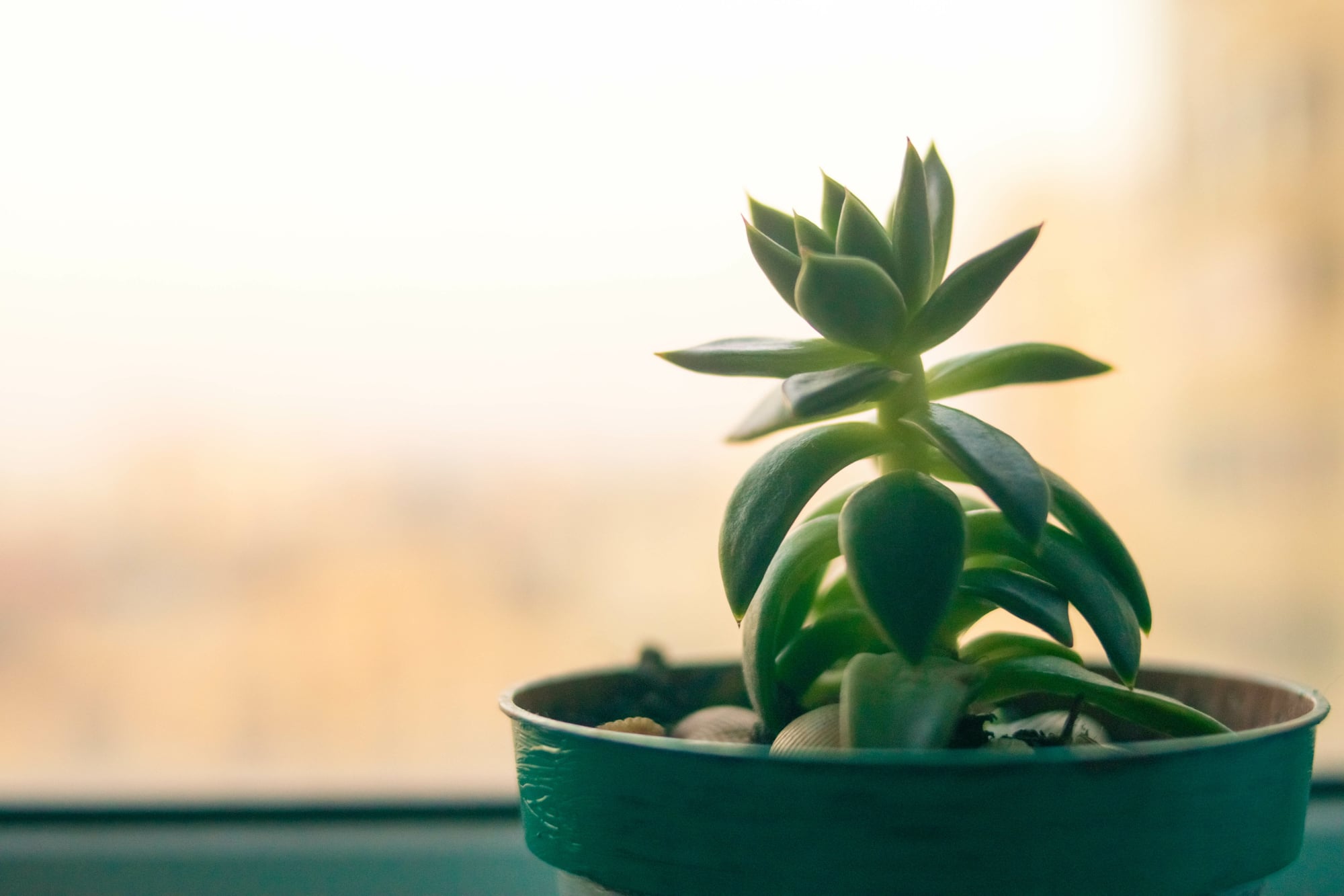 terrarium with succulents Open Succulent terrarium - DIY kit