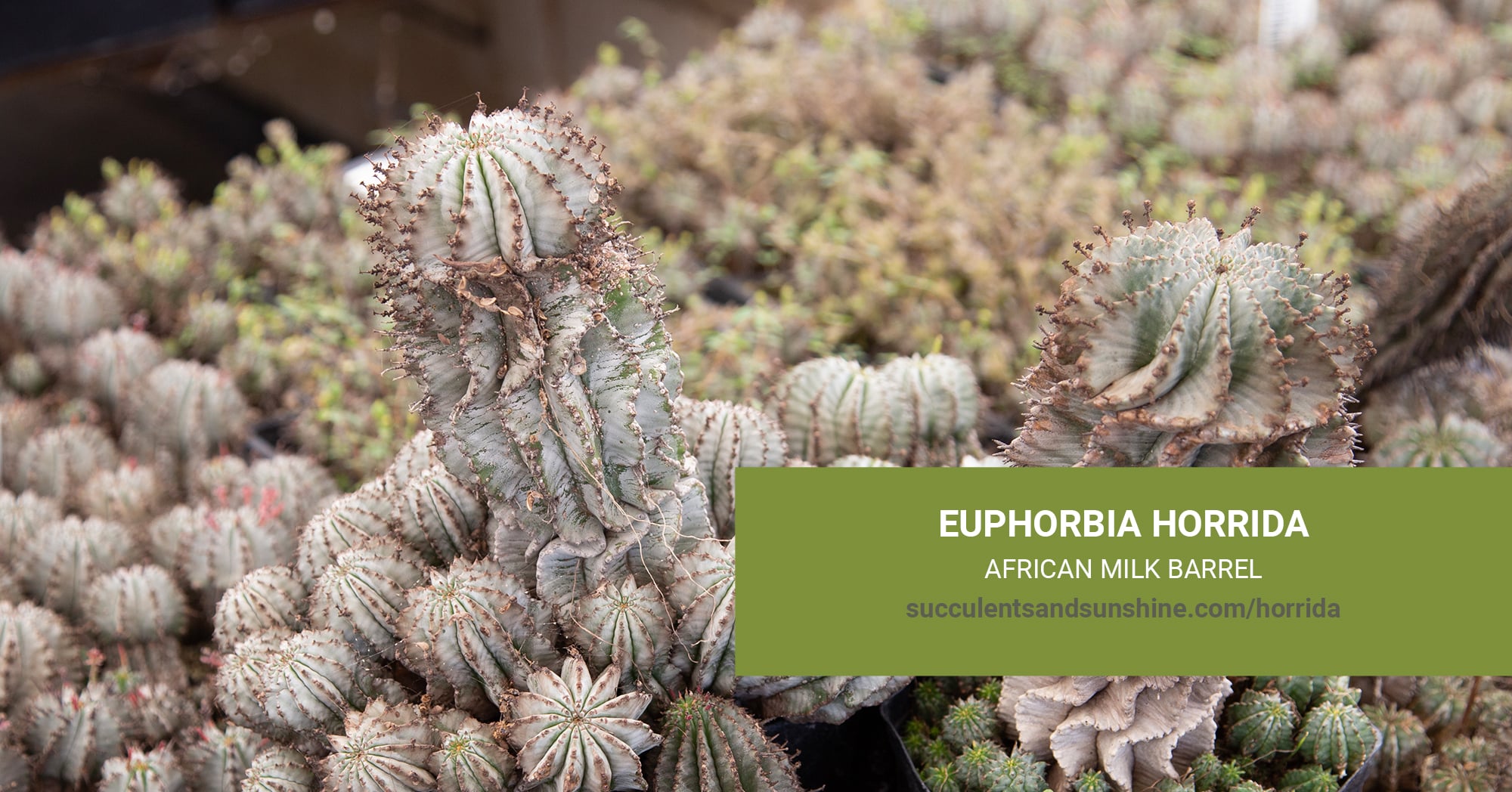 Euphorbia horrida | Succulents and Sunshine