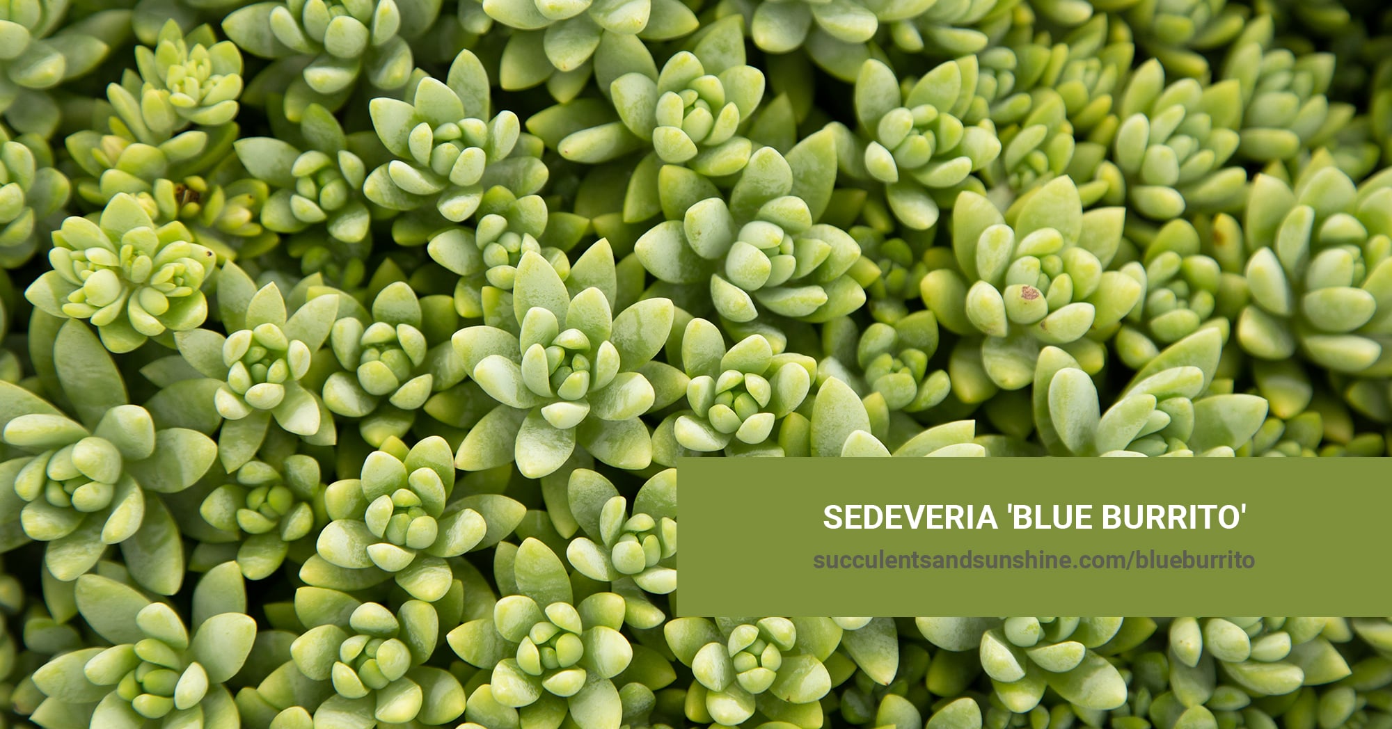 Sedeveria 'Blue Burrito' | Succulents and Sunshine