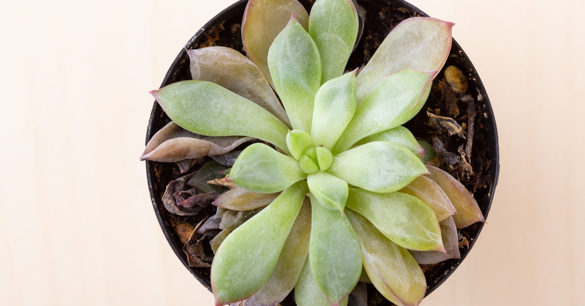Here's Why Your Succulent is Dying and How to Save It | Succulents and  Sunshine