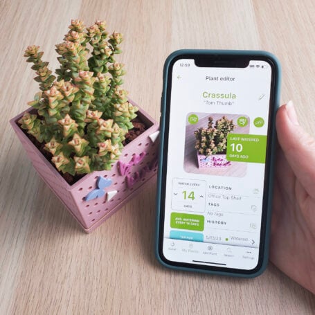 Email Thank You succulent tracker crassula tom thumb details